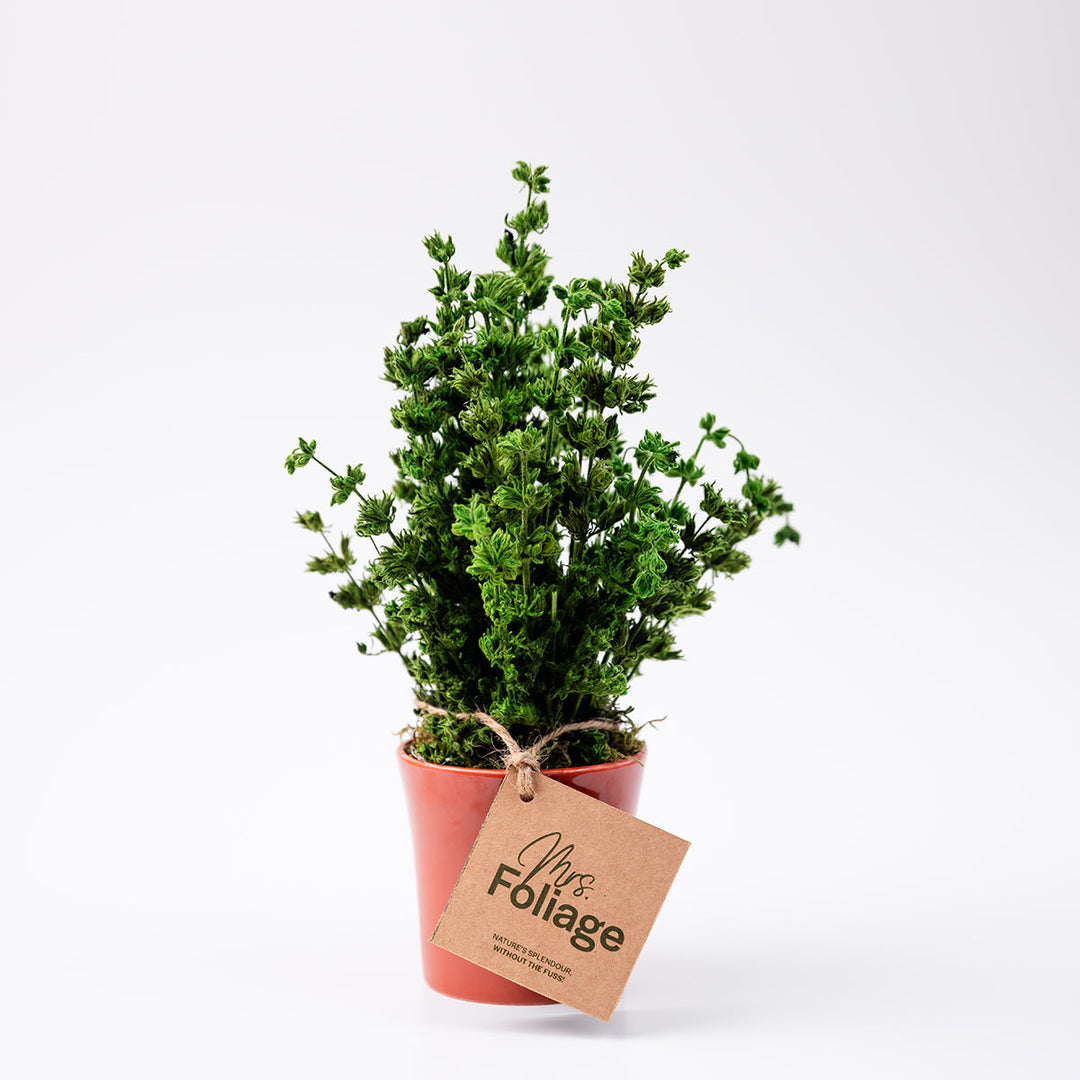 Anis Moles Preserved