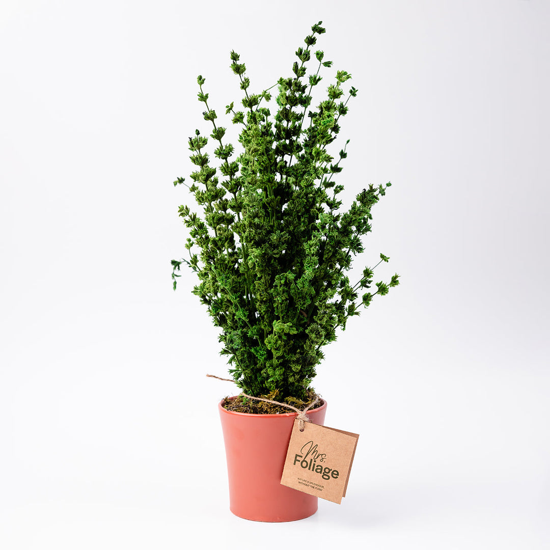 Anis Moles Preserved