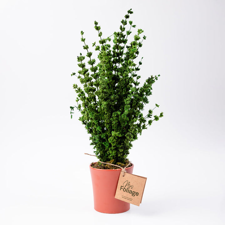 Anis Moles Preserved