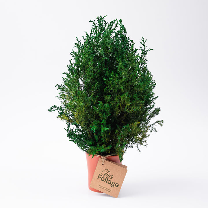 Golden Cypress Preserved