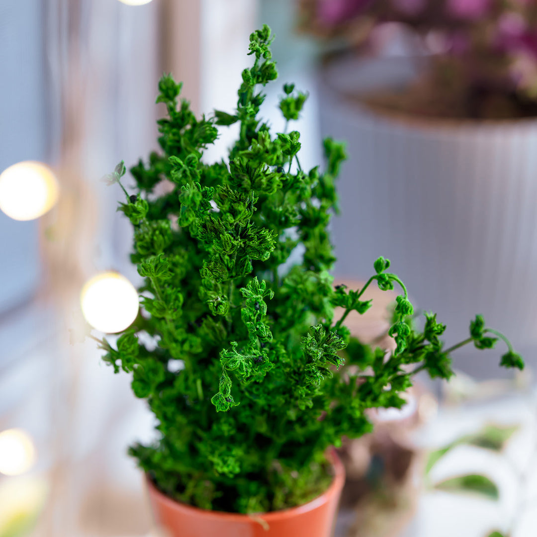 Anis Moles Preserved