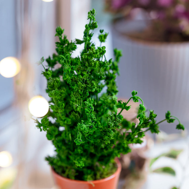 Anis Moles Preserved