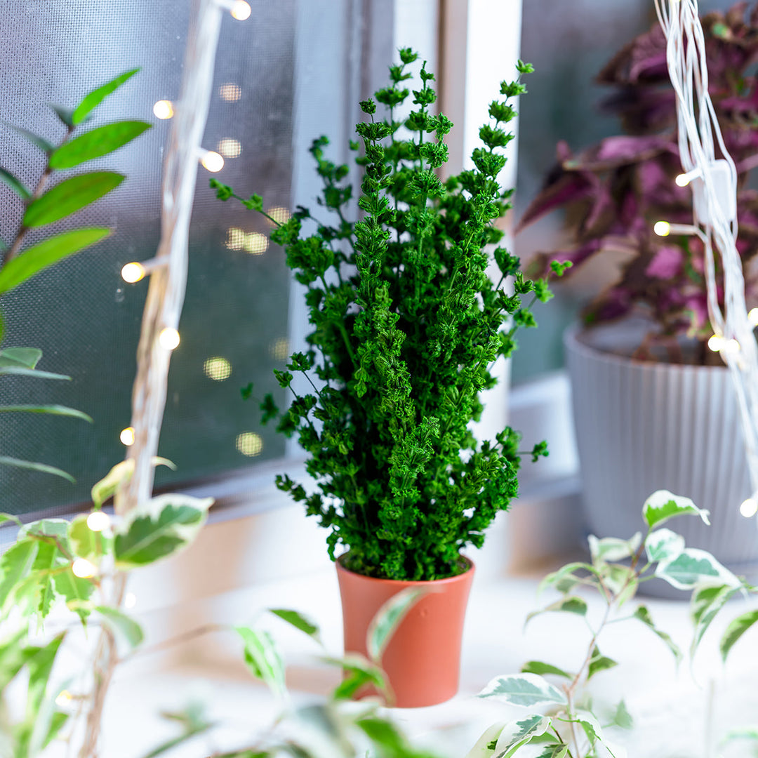 Anis Moles Preserved