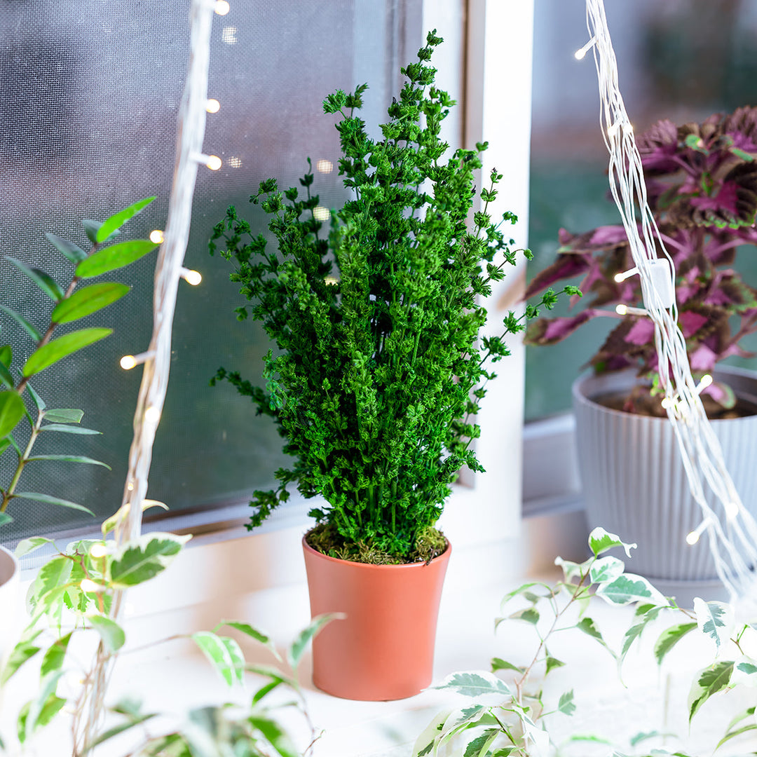 Anis Moles Preserved