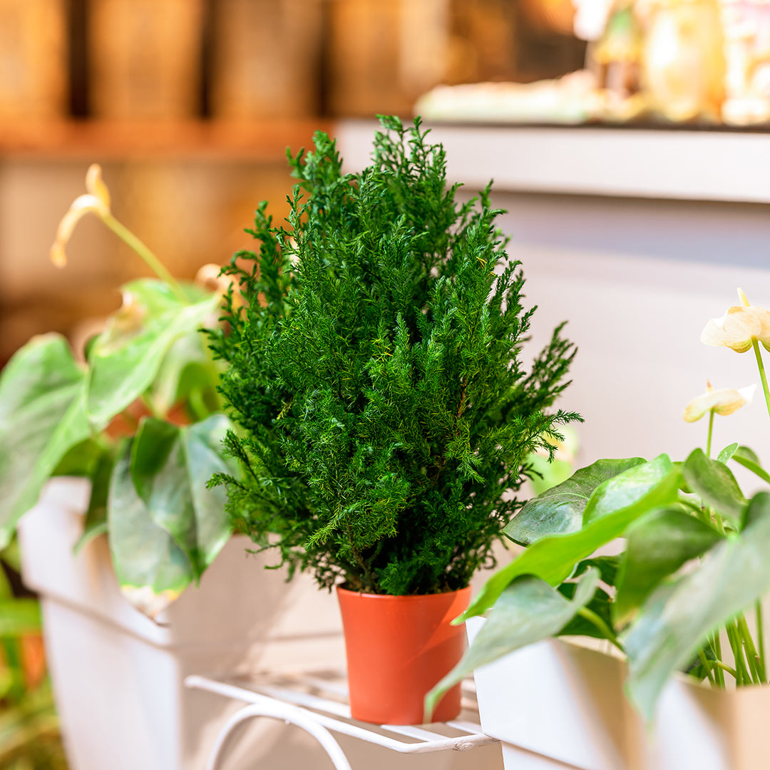 Golden Cypress Preserved