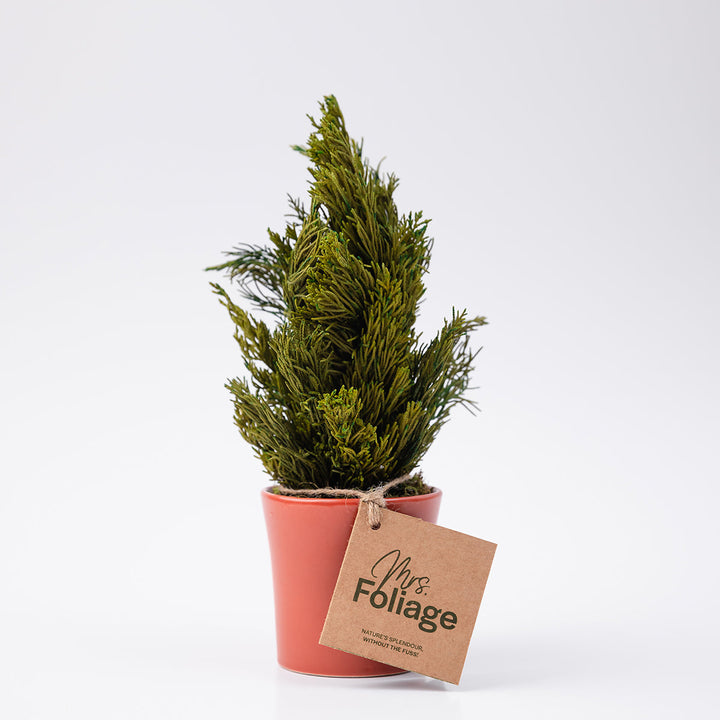 Pine Preserved
