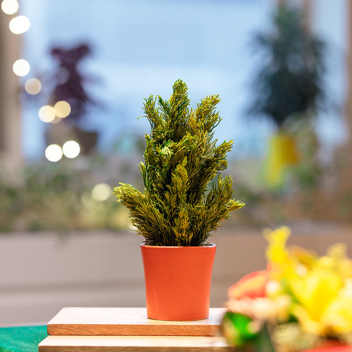 Pine Preserved