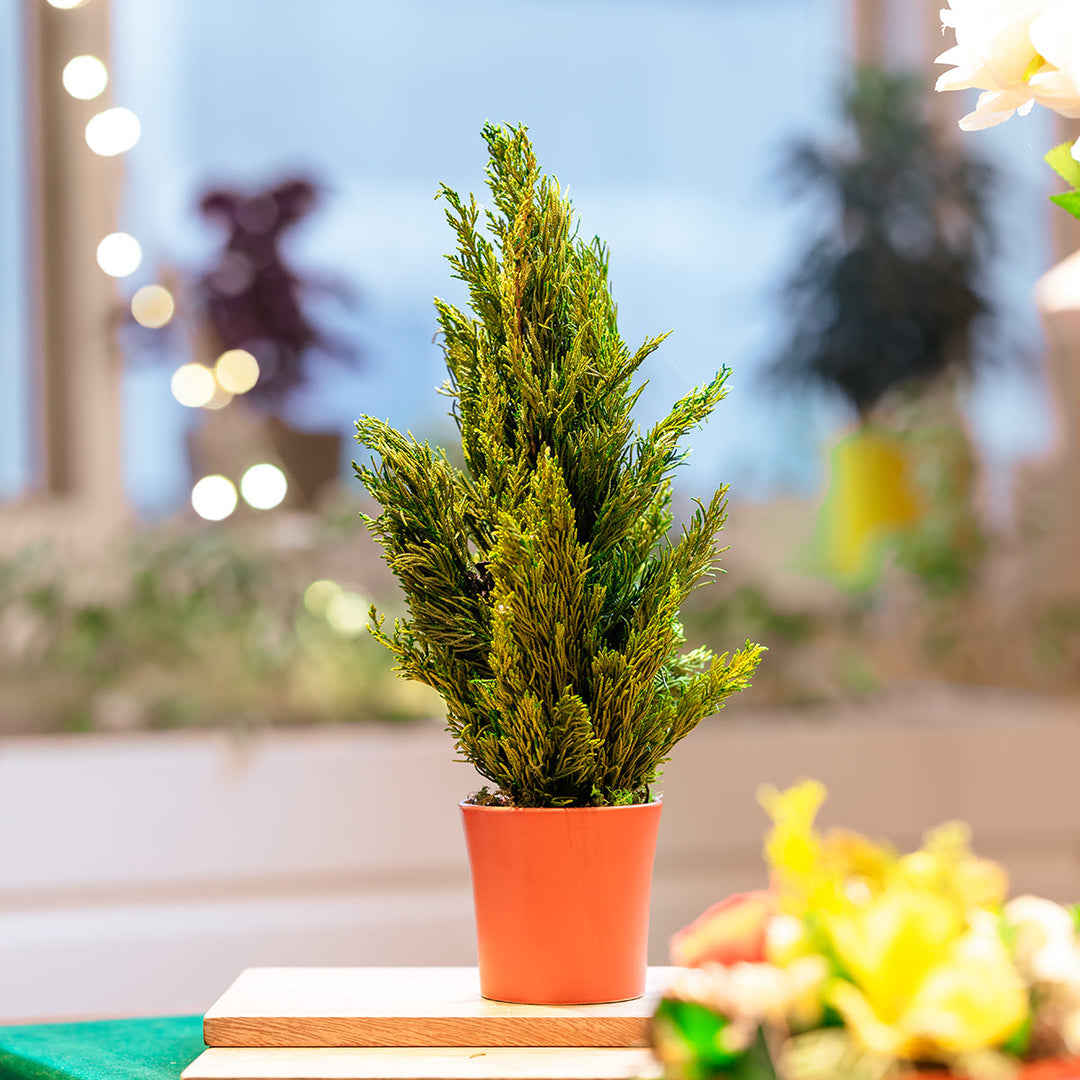 Pine Preserved