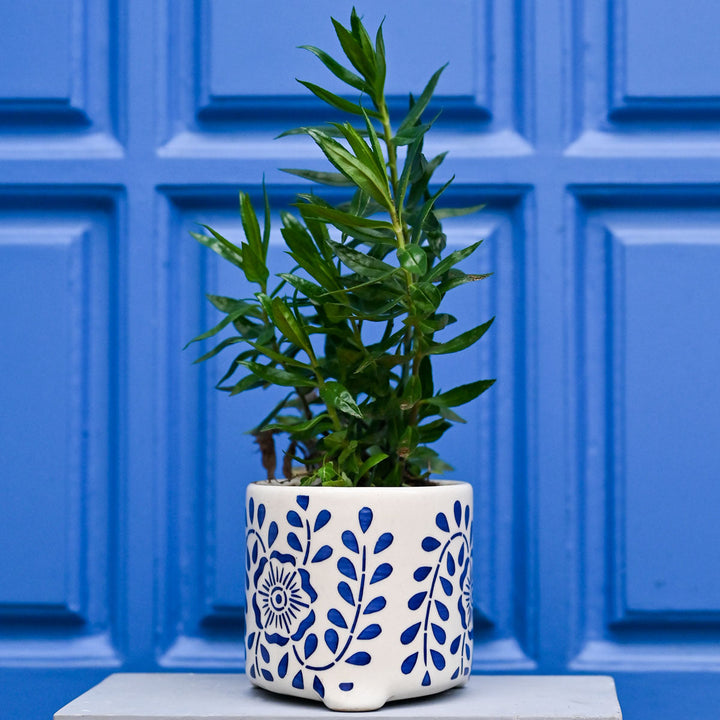 Blue Vine Ceramic Planter